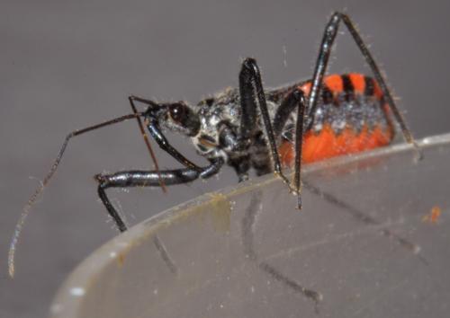Réf. 284 958 : Sphedanolestes sanguineus